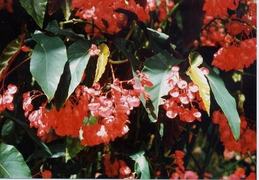 B. ‘Kurenai’